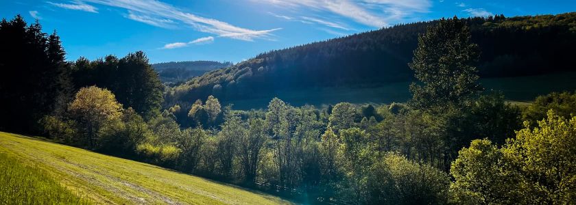 Das Bild zeigt eine hügelige Landschaft mit blauem Himmel. Im Vordergrund befindet sich eine Wiese, die in einen Wald aus verschiedenen Baumarten übergeht.