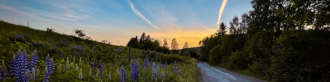 Ländliche Straße bei Sonnenuntergang mit orange-blauem Himmel und Wolken. Links blühen hohe, violette Blumen, rechts säumen dichte grüne Bäume und Büsche den Weg.